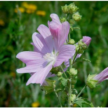 Алтэя экстракт