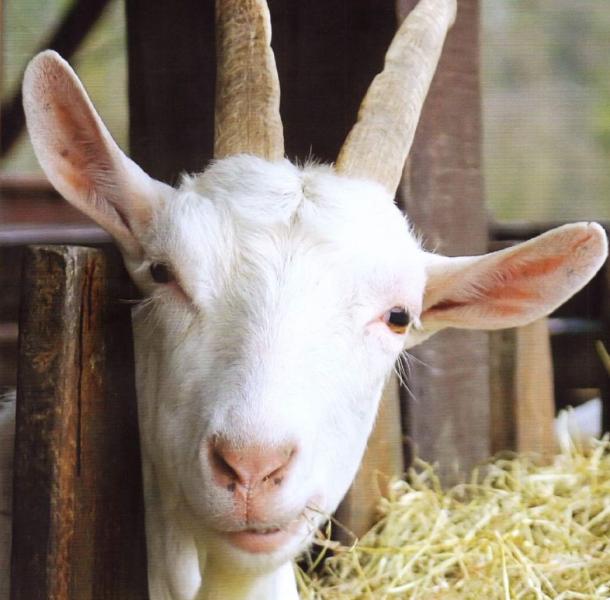 Пищевые добавки для животных