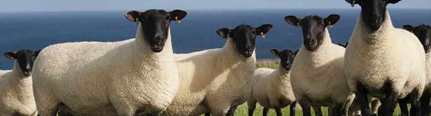 Комбинированные ферментные препараты для животноводства и птицеводства