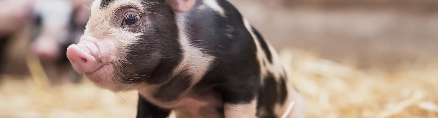 Лечение поросят