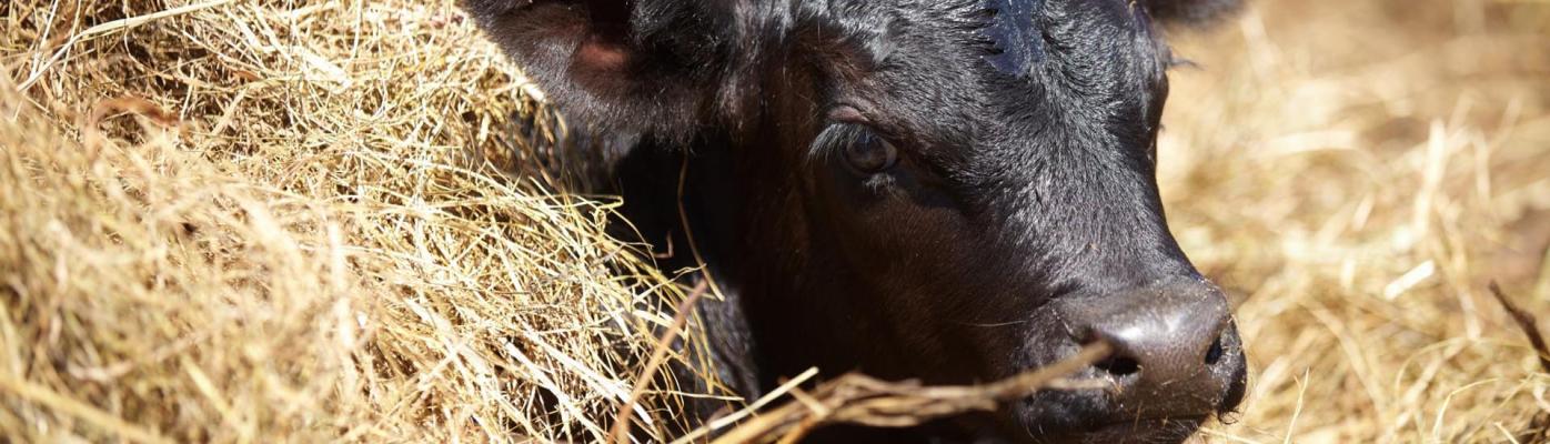 Эффективность ГастроВета в технологии выращивания телят